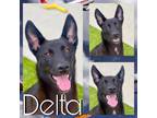 Adopt DELTA a German Shepherd Dog