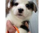 Pembroke Welsh Corgi Puppy for sale in Adairsville, GA, USA