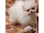Pomeranian Puppy for sale in Wisconsin Dells, WI, USA