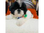 Shih Tzu Puppy for sale in Coalinga, CA, USA