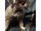 Schnauzer (Miniature) Puppy for sale in Ludowici, GA, USA