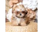 Shih Tzu Puppy for sale in Mount Airy, NC, USA