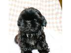 Shih Tzu Puppy for sale in Mount Airy, NC, USA