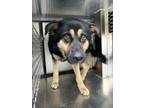 Adopt 55878324 a German Shepherd Dog, Mixed Breed