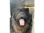Adopt 55877718 a Chow Chow, Mixed Breed
