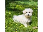 Maltese Puppy for sale in Oxford, CT, USA