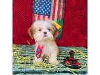 Shih Tzu Puppy for sale in Oxford, CT, USA