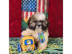 Shih Tzu Puppy for sale in Oxford, CT, USA