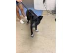 Adopt 55883367 a Border Collie, Mixed Breed