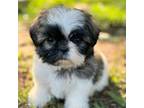Shih Tzu Puppy for sale in Greenville, SC, USA