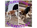 Beagle Puppy for sale in Jamesville, NC, USA