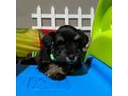 Schnauzer (Miniature) Puppy for sale in Austin, TX, USA