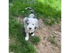 Mutt Puppy for sale in Post Falls, ID, USA