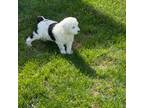 Shepadoodle Puppy for sale in Post Falls, ID, USA