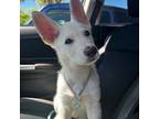 German Shepherd Dog Puppy for sale in Riverview, FL, USA