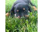 Rottweiler Puppy for sale in Malverne, NY, USA