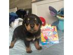 Rottweiler Puppy for sale in Malverne, NY, USA