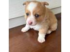 Cardigan Welsh Corgi Puppy for sale in Lexington, NC, USA