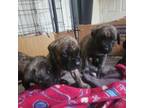Great Dane Puppy for sale in Xenia, OH, USA