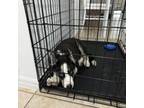 Siberian Husky Puppy for sale in Homestead, FL, USA