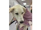 Adopt Billy a Great Pyrenees, Mixed Breed