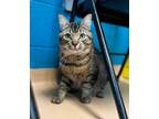 Adopt Dilly a Domestic Short Hair