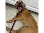 Adopt Leon a Mixed Breed