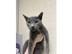 Adopt Bric-A-Brac a Domestic Short Hair