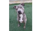 Adopt Bruce a Pit Bull Terrier, Mixed Breed