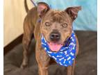 Adopt Bruno Mars a Pit Bull Terrier, Mixed Breed