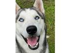 Adopt Ozzie a Husky, Mixed Breed