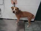Adopt Arrow a Pit Bull Terrier, Mixed Breed