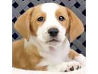 Adopt Chip a Corgi, Beagle