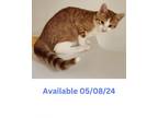 Adopt Cat Condo #21 Jasper a Domestic Short Hair