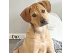 Adopt Dirk a Beagle