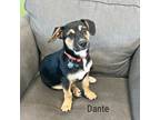 Adopt Dante a Beagle, Dachshund