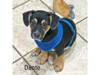 Adopt Dante a Beagle, Dachshund