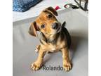 Adopt Rolando a Beagle, Dachshund
