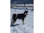 Adopt Iggy a Siberian Husky