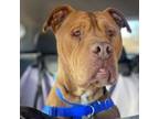 Adopt Neon a Pit Bull Terrier