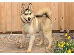 Adopt LOGAN a Siberian Husky