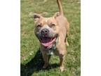 Adopt Flying Squirrel a Pit Bull Terrier