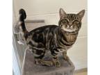 Adopt Jager a Domestic Short Hair