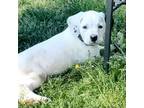 Adopt Ronald a Labrador Retriever, Mixed Breed