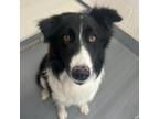 Adopt Ruger a Border Collie