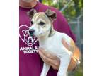 Adopt Linus a Jack Russell Terrier, Mixed Breed