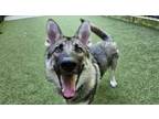 Adopt Diego a German Shepherd Dog, Mixed Breed