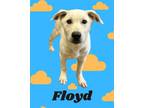 Adopt Floyd a Great Pyrenees, Labrador Retriever