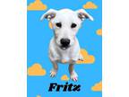 Adopt Fritz a Great Pyrenees, Labrador Retriever