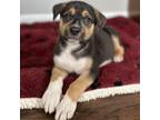 Adopt Taco Bell a Mixed Breed